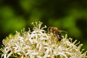Summer-Proof Your Lawn: Essential June Landscaping Tips for a Healthy Yard